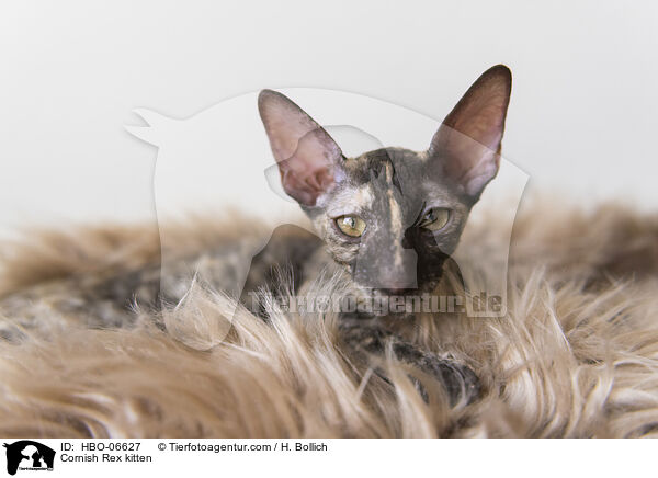 Cornish Rex Ktzchen / Cornish Rex kitten / HBO-06627