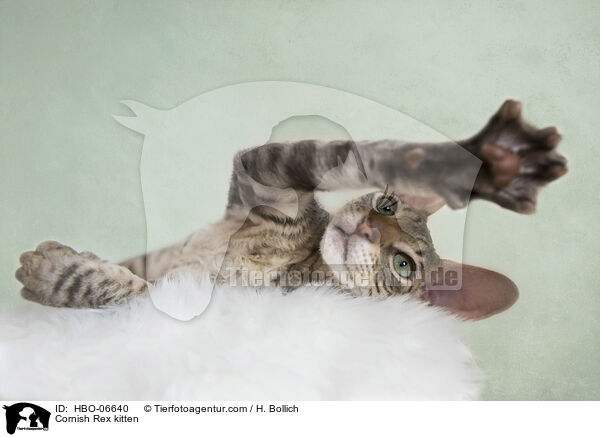 Cornish Rex Ktzchen / Cornish Rex kitten / HBO-06640