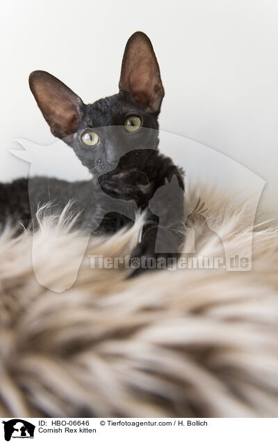 Cornish Rex Ktzchen / Cornish Rex kitten / HBO-06646