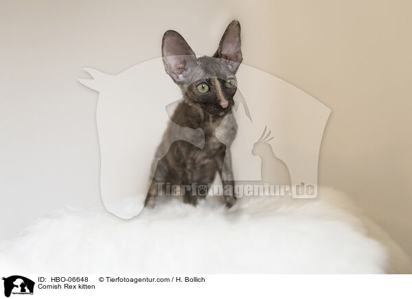 Cornish Rex Ktzchen / Cornish Rex kitten / HBO-06648