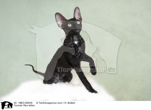 Cornish Rex Ktzchen / Cornish Rex kitten / HBO-06649