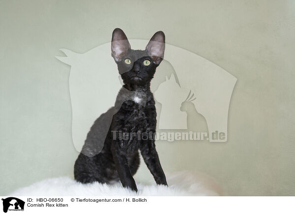 Cornish Rex Ktzchen / Cornish Rex kitten / HBO-06650