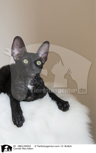 Cornish Rex Ktzchen / Cornish Rex kitten / HBO-06652