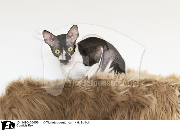 Cornish Rex / Cornish Rex / HBO-06659