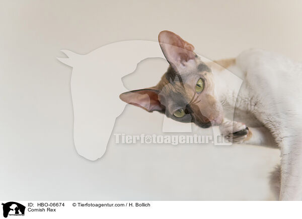 Cornish Rex / Cornish Rex / HBO-06674