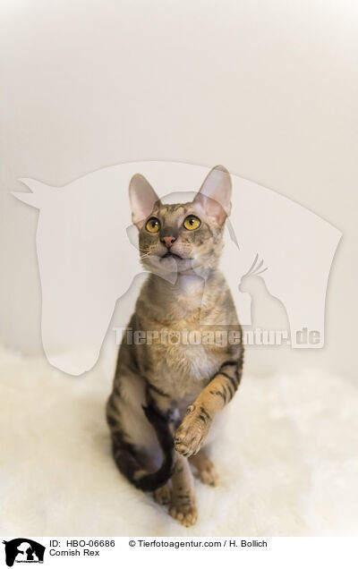 Cornish Rex / Cornish Rex / HBO-06686