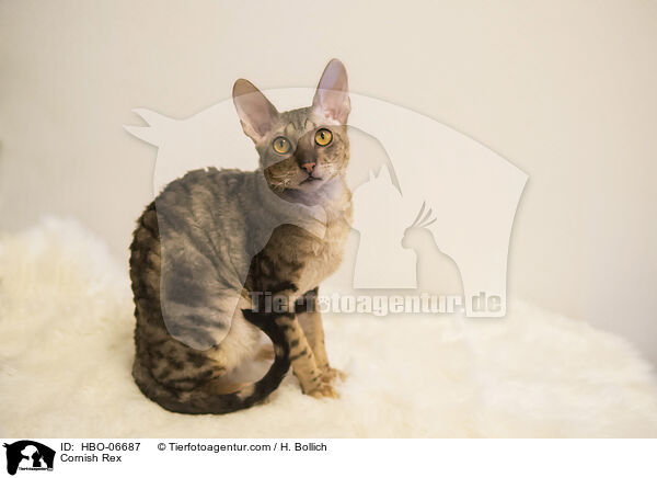 Cornish Rex / Cornish Rex / HBO-06687