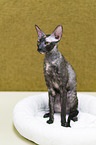 sitting Cornish Rex