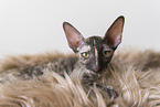 Cornish Rex kitten