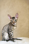 Cornish Rex kitten