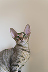 Cornish Rex kitten