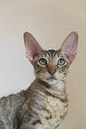 Cornish Rex kitten