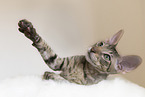 Cornish Rex kitten