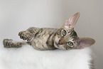 Cornish Rex kitten