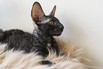 Cornish Rex kitten