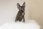 Cornish Rex kitten