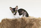 Cornish Rex