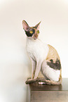 Cornish Rex