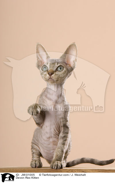 Devon Rex Kitten / JW-01005