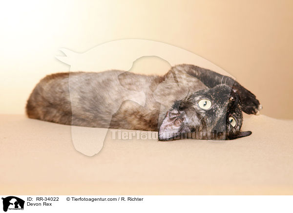 Devon Rex / Devon Rex / RR-34022