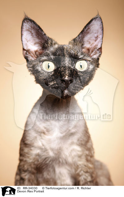 Devon Rex Portrait / Devon Rex Portrait / RR-34030