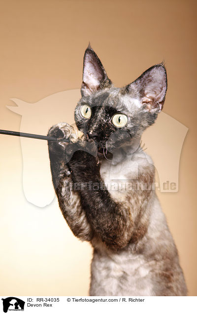 Devon Rex / Devon Rex / RR-34035