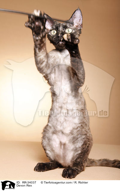 Devon Rex / Devon Rex / RR-34037