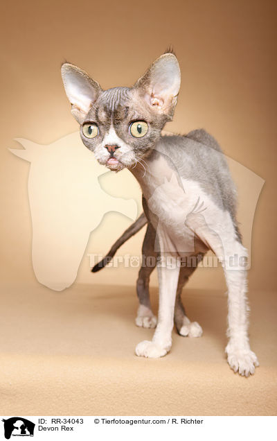 Devon Rex / Devon Rex / RR-34043