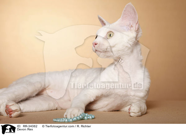 Devon Rex / RR-34062
