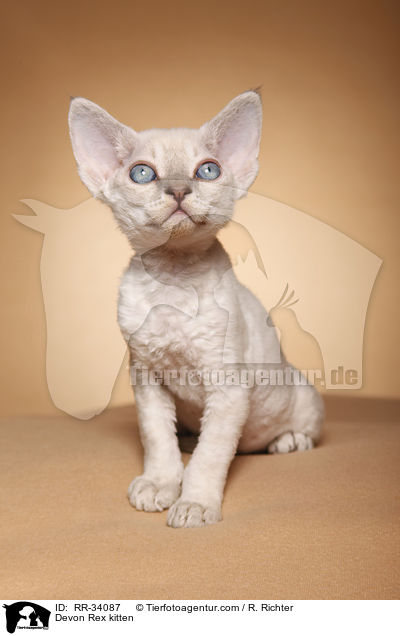 Devon Rex Ktzchen / Devon Rex kitten / RR-34087