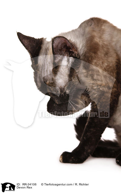 Devon Rex / Devon Rex / RR-34106