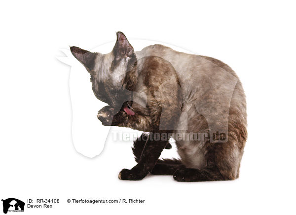 Devon Rex / Devon Rex / RR-34108