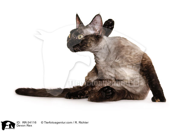 Devon Rex / Devon Rex / RR-34116