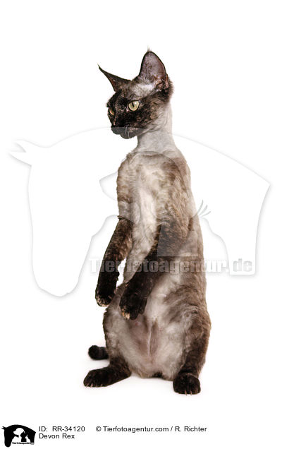Devon Rex / Devon Rex / RR-34120