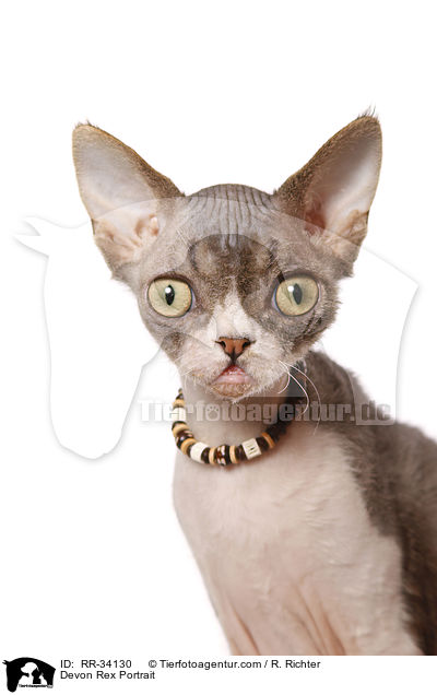 Devon Rex Portrait / Devon Rex Portrait / RR-34130