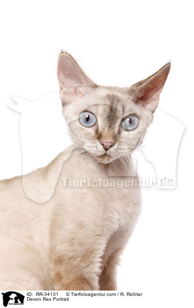 Devon Rex Portrait / RR-34131