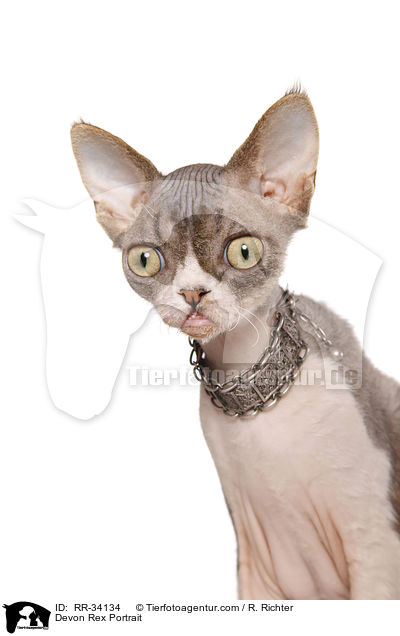 Devon Rex Portrait / Devon Rex Portrait / RR-34134