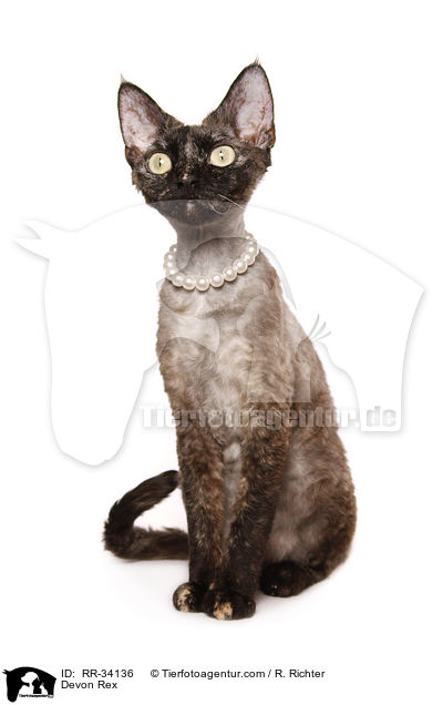 Devon Rex / RR-34136