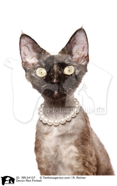 Devon Rex Portrait / RR-34137