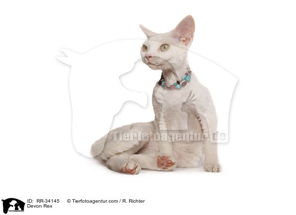 Devon Rex / Devon Rex / RR-34145