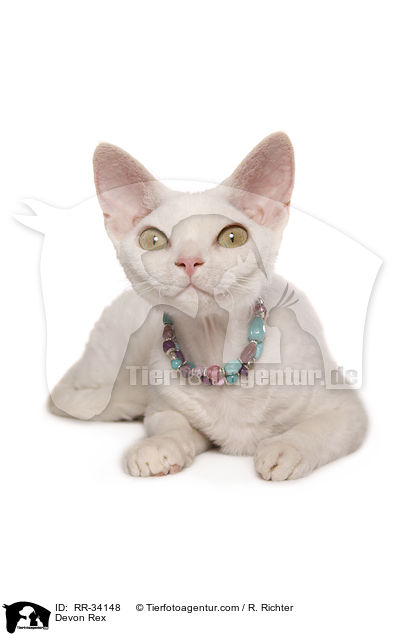 Devon Rex / Devon Rex / RR-34148