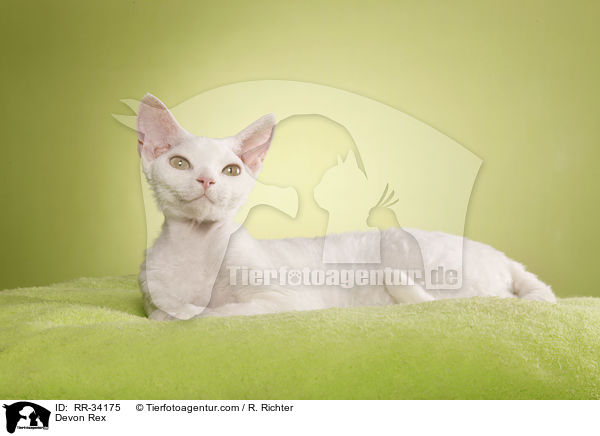 Devon Rex / RR-34175