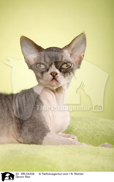 Devon Rex / Devon Rex / RR-34208