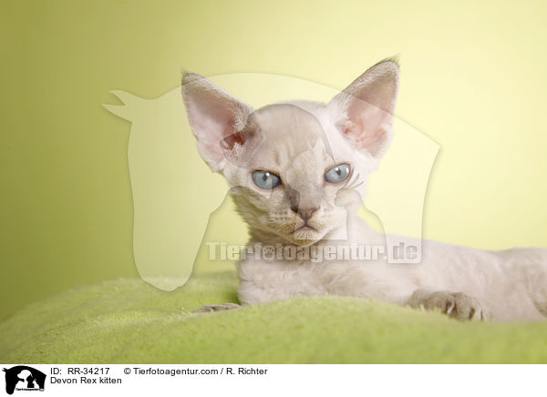 Devon Rex Ktzchen / Devon Rex kitten / RR-34217