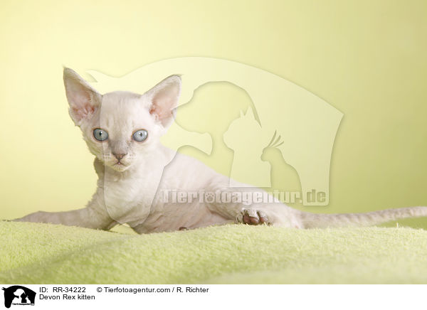 Devon Rex Ktzchen / Devon Rex kitten / RR-34222