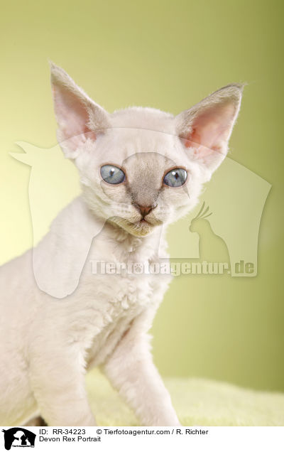Devon Rex Portrait / Devon Rex Portrait / RR-34223