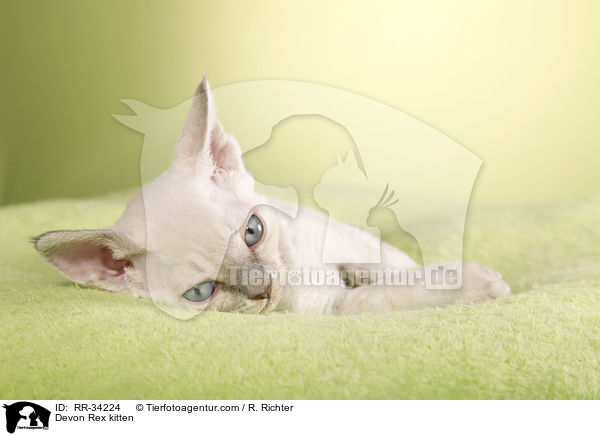Devon Rex Ktzchen / Devon Rex kitten / RR-34224