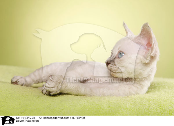 Devon Rex Ktzchen / Devon Rex kitten / RR-34225