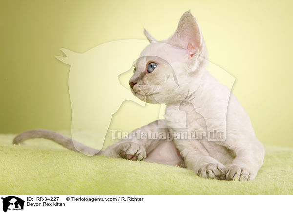 Devon Rex Ktzchen / Devon Rex kitten / RR-34227
