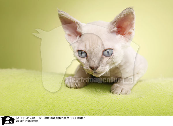 Devon Rex Ktzchen / Devon Rex kitten / RR-34230